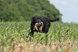 LABRADOR 434